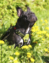 Frenkiez reflective no pull dog Y harness yellow/green ( XS & XL ) - Premium hondentuig > honden harnas from Frenkiez - Just €19.99! Shop now at Frenkiezdogshop