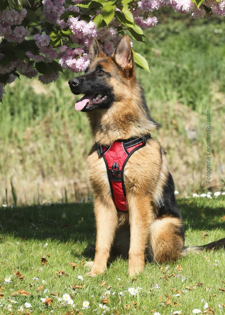 Frenkiez reflective no pull dog harness red hondentuig > honden harnas > Y tuigen X - Small