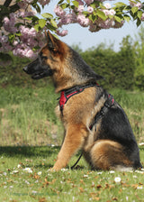 Frenkiez reflective no pull dog harness red - Premium Frenkiez from Frenkiez - Just €19.99! Shop now at Frenkiezdogshop