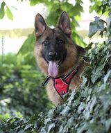 Frenkiez reflective no pull lockable dog Y harness red ( XS ) - Premium hondentuig > honden harnas from Frenkiez - Just €24.99! Shop now at Frenkiezdogshop