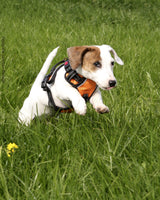 Frenkiez reflective Y tuig dog harness orange - Premium hondentuig > honden harnas from Frenkiez - Just €19.99! Shop now at Frenkiezdogshop