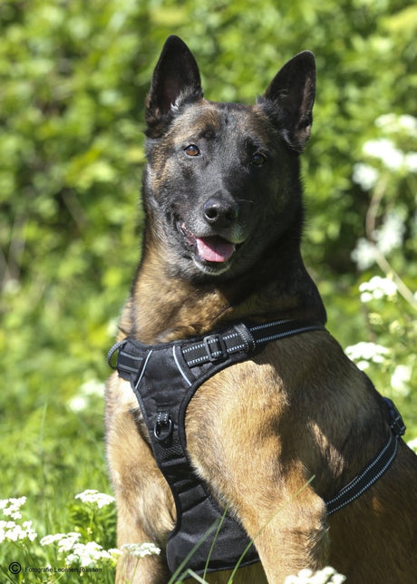 Frenkiez reflective no pull dog harness black hondentuig > honden harnas > Y tuigen X - Small