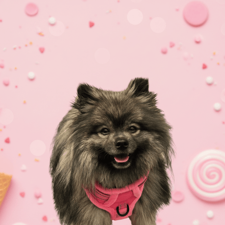 Frenkiez Teddy reflective Y tuig no pull dogharness Hot Pink hondentuig > honden harnas > Y tuigen Small