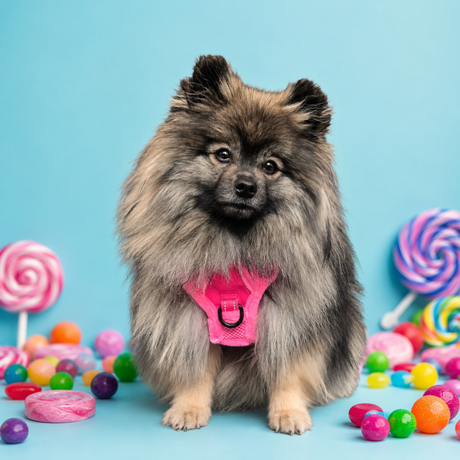Frenkiez Teddy reflective Y tuig no pull dogharness Hot Pink hondentuig > honden harnas > Y tuigen Small