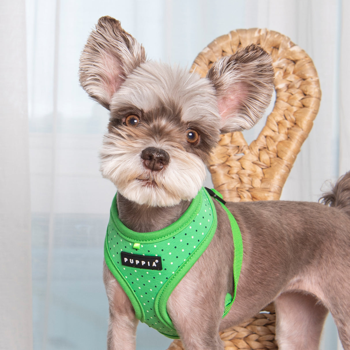 Puppia Bonnie Harness Model A green ( L & XL ) - Premium hondentuig > honden harnas from Puppia - Just €22.99! Shop now at Frenkiezdogshop