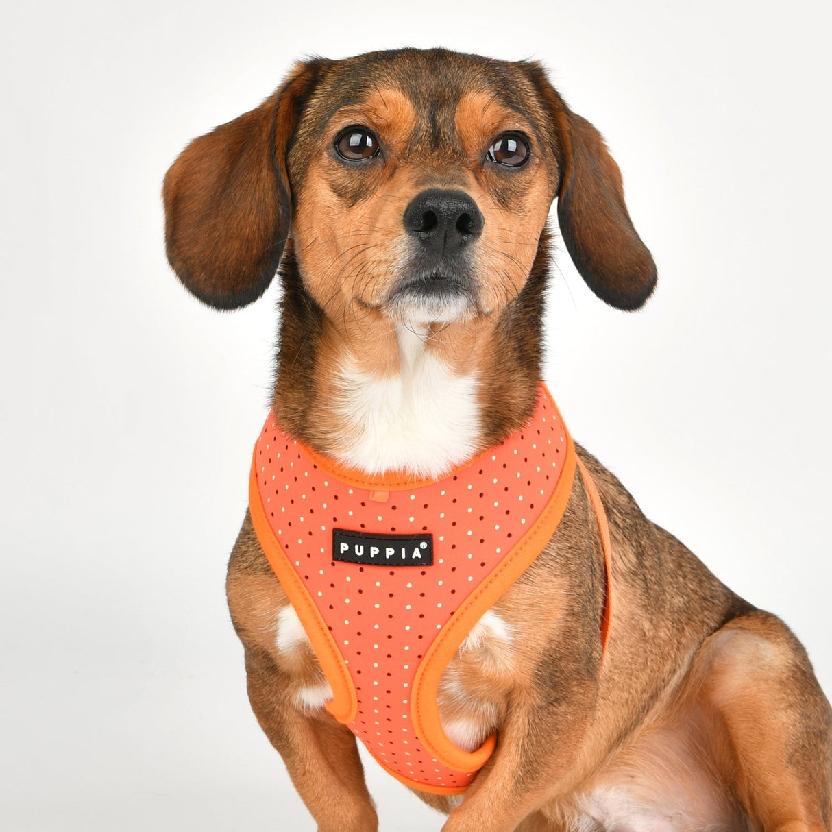 Puppia Bonnie Harness Model A orange ( LARGE ) - Premium hondentuig > honden harnas from Puppia - Just €22.99! Shop now at Frenkiezdogshop