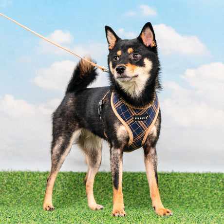 Puppia Corwin Harness Model A Navy hondentuig > honden harnas > model A Small