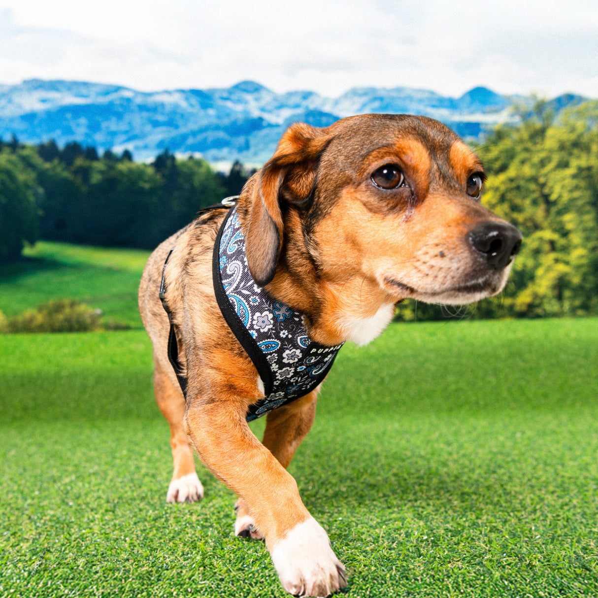 Puppia Cynthia Harness Model A Black hondentuig > honden harnas > model A Small