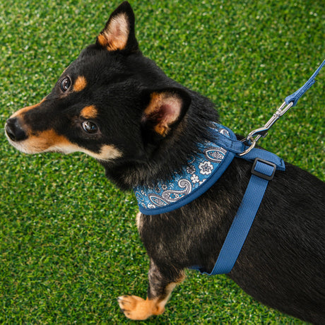 Puppia Cynthia Harness Model A Blue hondentuig > honden harnas > model A Small