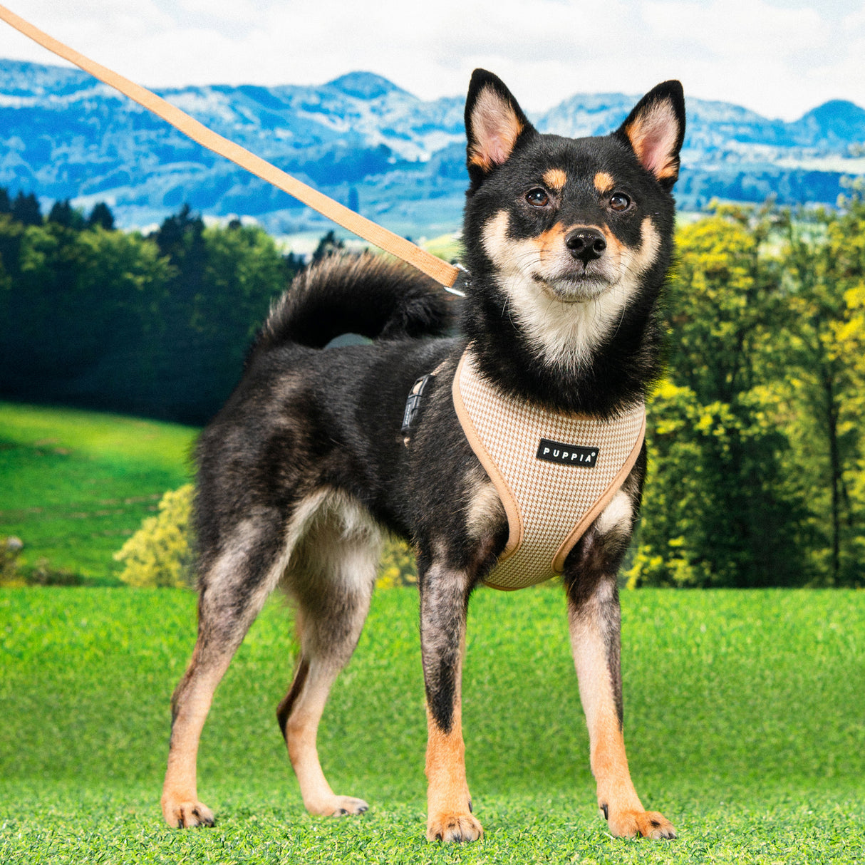 Puppia Amatus Harness Model A Beige - Premium hondentuig > honden harnas from Puppia - Just €26.99! Shop now at Frenkiezdogshop