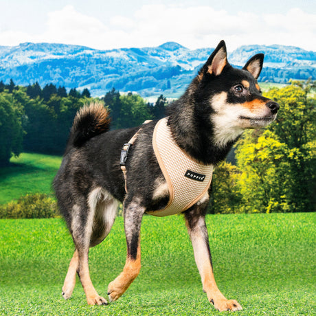 Puppia Amatus Harness Model A Beige hondentuig > honden harnas > model A Small