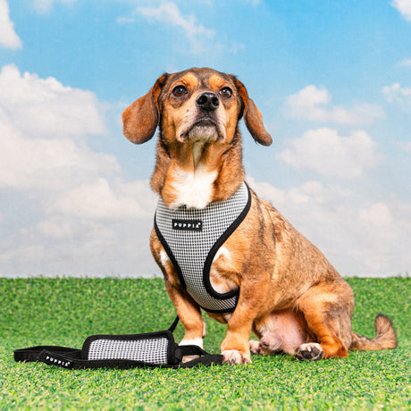 Puppia Amatus Harness Model A Black hondentuig > honden harnas > model A Small