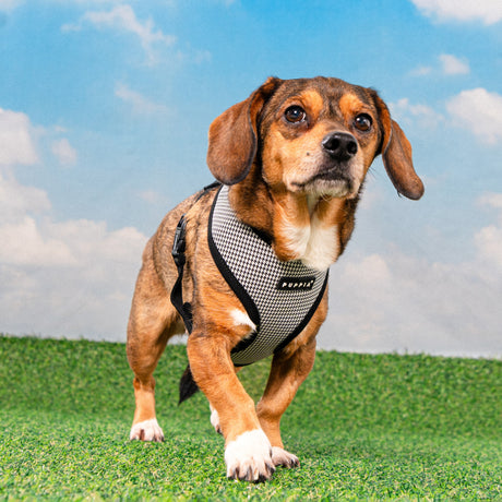 Puppia Amatus Harness Model A Black hondentuig > honden harnas > model A Small