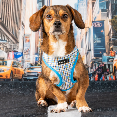 Puppia Westley Hondentuig Model A Skyblue