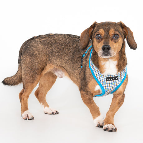 Puppia Westley Hondentuig Model A Skyblue