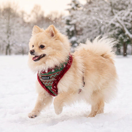 Puppia Rhapsodia Harness Model A - Wine