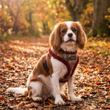 Puppia Adonissa Harness Model A - Wine