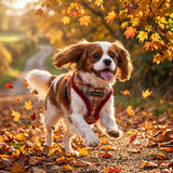 Puppia Adonissa Harness Model A - Wine