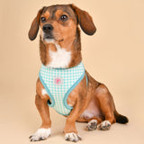 Pinkaholic Alaia harness Aqua - Premium hondentuig > honden harnas from Pinkaholic - Just €26.99! Shop now at Frenkiezdogshop