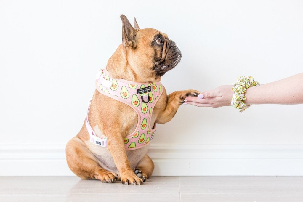 Big and Little Dogs Let's Avo Cuddle scrunchie - Premium Haarelastiek > haarasseccoire from Big and Little Dogs - Just €9.99! Shop now at Frenkiezdogshop