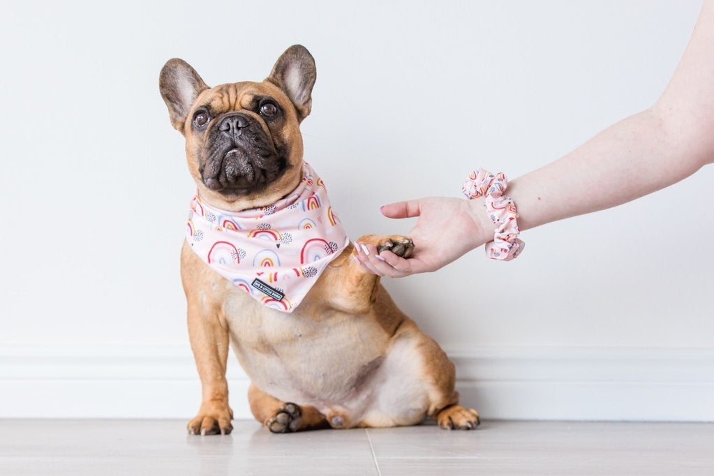 Big and Little Dogs Rainbow Dreams scrunchie - Premium Haarelastiek > haarasseccoire from Big and Little Dogs - Just €9.99! Shop now at Frenkiezdogshop