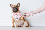 Big and Little Dogs Rainbow Dreams scrunchie - Premium Haarelastiek > haarasseccoire from Big and Little Dogs - Just €9.99! Shop now at Frenkiezdogshop