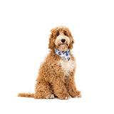 Big and Litte Dogs Bandana Happy Bark Day Boy - Premium Hondenkleding > bandana from Big and Little Dogs - Just €9.99! Shop now at Frenkiezdogshop