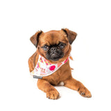 Big and Litte Dogs Bandana Happy Bark Day Girl ( ALLEEN M/L ) - Premium Hondenkleding > bandana from Big and Little Dogs - Just €8.99! Shop now at Frenkiezdogshop