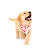 Big and Litte Dogs Bandana Happy Bark Day Girl ( ALLEEN M/L ) - Premium Hondenkleding > bandana from Big and Little Dogs - Just €8.99! Shop now at Frenkiezdogshop