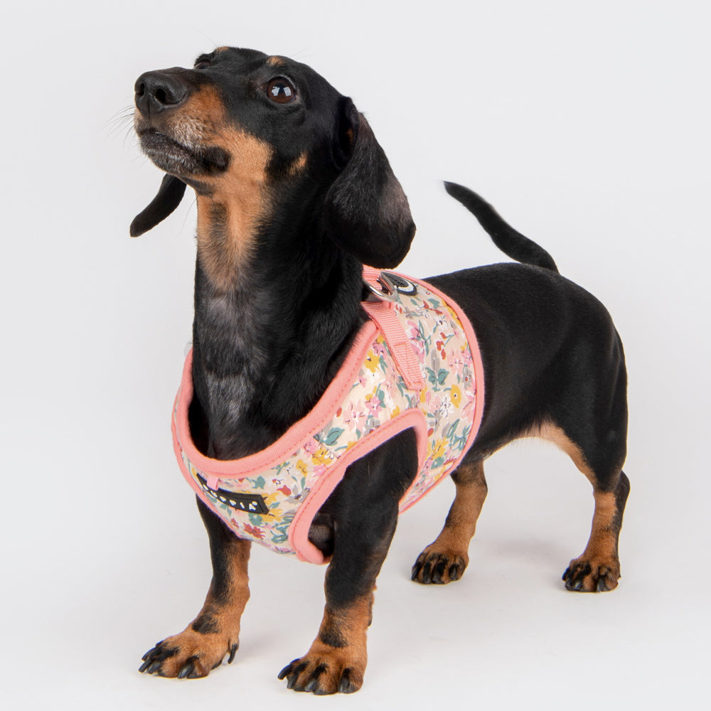 Puppia Lita Vest Harness model B Indian Pink - Premium hondentuig > honden harnas from Puppia - Just €32.99! Shop now at Frenkiezdogshop