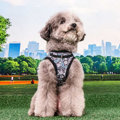 Puppia Cynthia Vest Harness model B Black hondentuig > honden harnas > model B Small