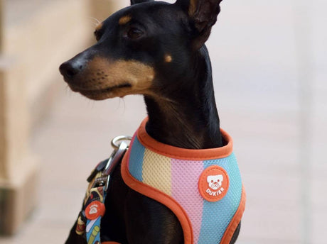 Dukier Reversible Harness Icecream hondentuig > honden harnas > model A X - Small