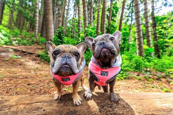 Big and Little Dogs Hoody Harness Pink - Premium hondentuig > honden harnas from Big and Little Dogs - Just €24.99! Shop now at Frenkiezdogshop