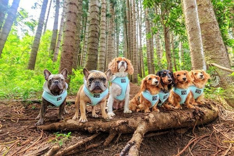 Big and Little Dogs Hoody Harness Classic Teal ( X Small & Small ) hondentuig > honden harnas > model A X - Small