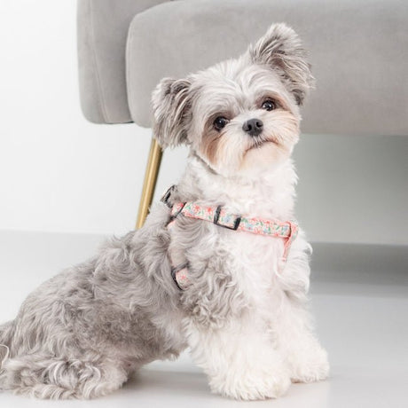 Puppia Lilac Harness X Plus Indian Pink hondentuig > honden harnas > overige modellen Small