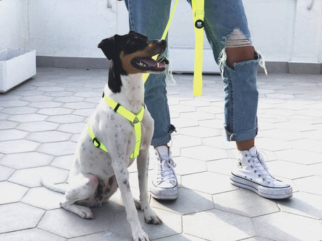 Dukier Classic Harness Neon - Premium hondentuig > honden harnas from Dukier - Just €22.99! Shop now at Frenkiezdogshop