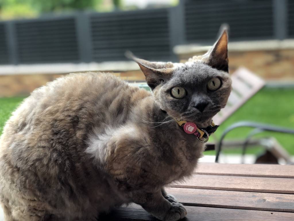 Dukier Kattenhalsband sardine halsband > kattenhalsband one - size