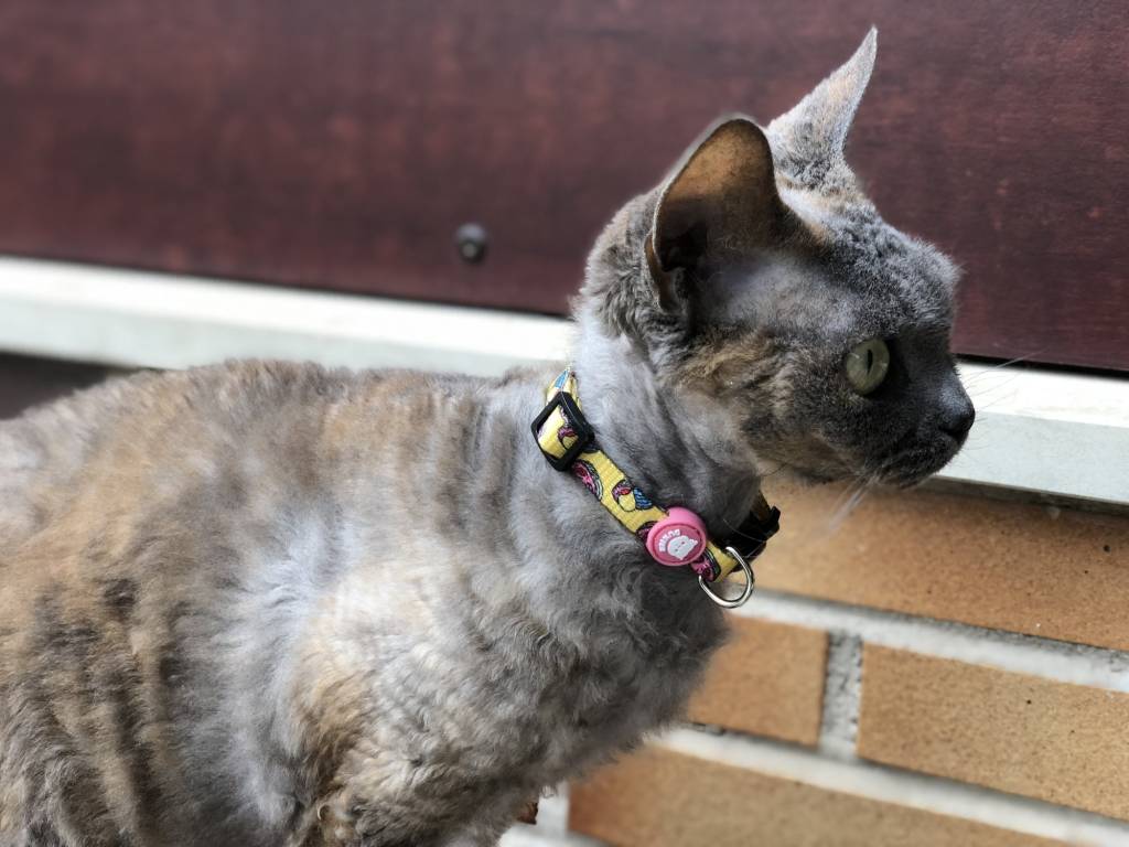 Dukier Kattenhalsband sardine halsband > kattenhalsband one - size