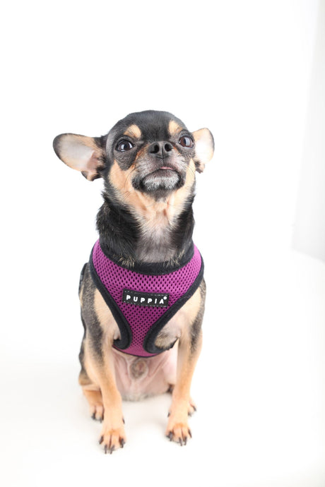 Puppia Soft Harness model A purple hondentuig > honden harnas > model A X - Small