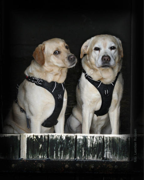 Frenkiez reflective no pull dog harness black hondentuig > honden harnas > Y tuigen X - Small