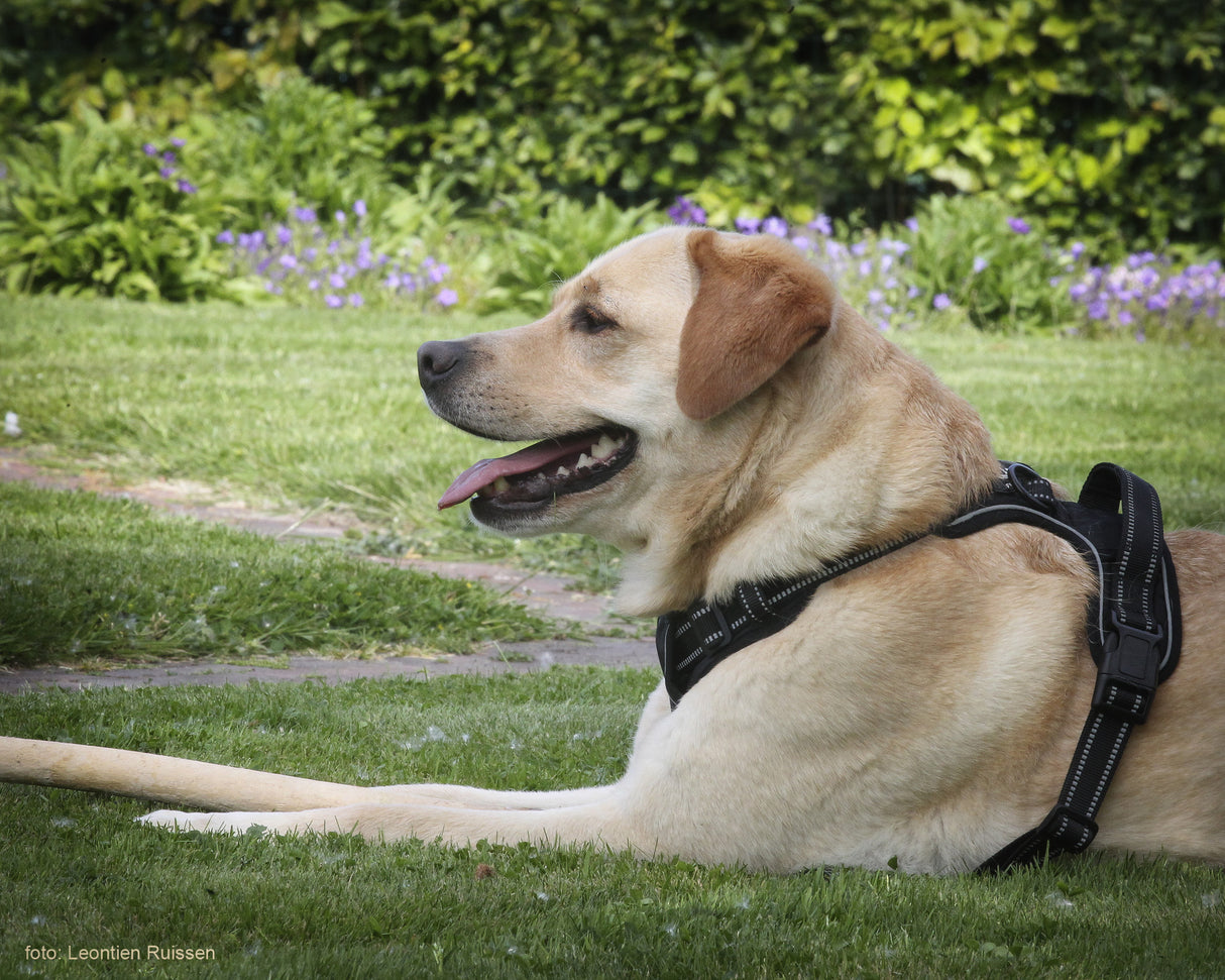 Frenkiez reflective no pull dog harness black - Premium hondentuig > honden harnas from Frenkiez - Just €19.99! Shop now at Frenkiezdogshop