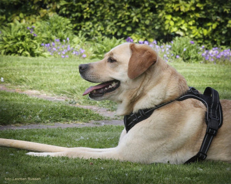 Frenkiez reflective no pull dog harness black hondentuig > honden harnas > Y tuigen X - Small