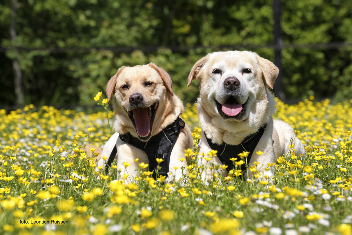 Frenkiez reflective no pull dog harness black - Premium hondentuig > honden harnas from Frenkiez - Just €19.99! Shop now at Frenkiezdogshop