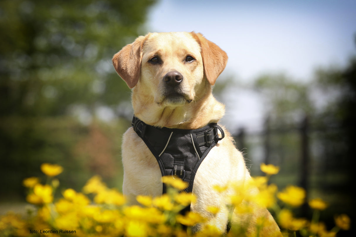 Frenkiez reflective no pull dog harness black - Premium hondentuig > honden harnas from Frenkiez - Just €19.99! Shop now at Frenkiezdogshop