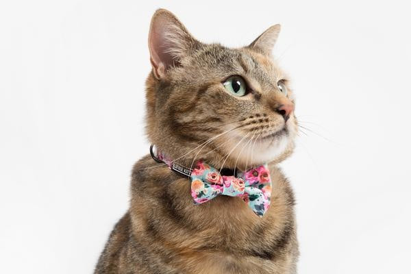 Little Kitty Cat Collar & Bow Tie That Floral Feeling - Premium halsband > kattenhalsband from Little Kitty - Just €9.99! Shop now at Frenkiezdogshop