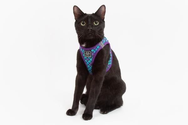 Little Kitty Cat Harness Scaled Back - Premium Kattentuig > kattenharnas from Little Kitty - Just €19.99! Shop now at Frenkiezdogshop