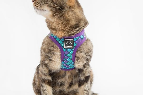 Little Kitty Cat Harness Scaled Back - Premium Kattentuig > kattenharnas from Little Kitty - Just €19.99! Shop now at Frenkiezdogshop