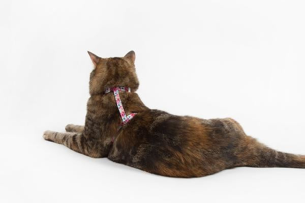 Little Kitty Strap Harness That Floral Feeling - Premium Kattentuig > kattenharnas from Little Kitty - Just €17.99! Shop now at Frenkiezdogshop