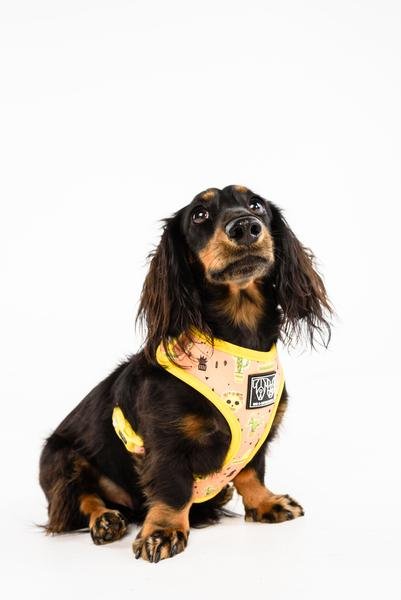 Big and Little Dogs Adjustable Dog Harness Mexicali (  X Large ) - Premium hondentuig > honden harnas from Big and Little Dogs - Just €24.99! Shop now at Frenkiezdogshop