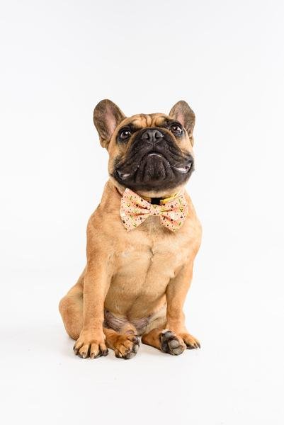 Big and Little Dogs halsband Mexicali ( Small & Medium ) - Premium halsband > hondenhalsband from Big and Little Dogs - Just €16.99! Shop now at Frenkiezdogshop